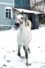 Kadir Köprücü'nün Sadık Atı Berat: Çağırınca Geliyor!